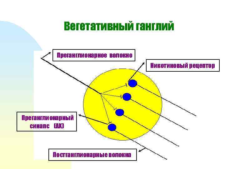 Вегетативный ганглий Преганглионарное волокно Никотиновый рецептор Преганглионарный синапс (АХ) Постганглионарные волокна 