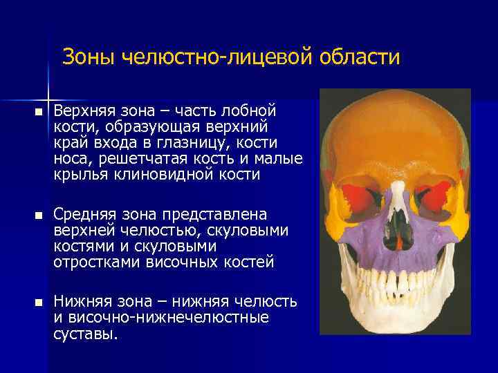 Зоны челюстно-лицевой области n Верхняя зона – часть лобной кости, образующая верхний край входа
