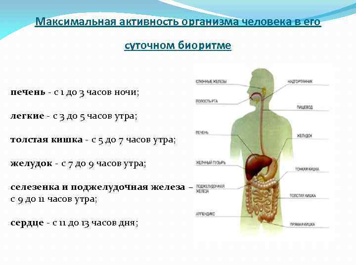 Максимальная активность организма человека в его суточном биоритме печень - с 1 до 3