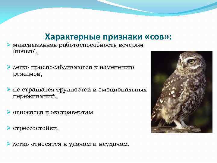 Характерные признаки «сов» : Ø максимальная работоспособность вечером (ночью), Ø легко приспосабливаются к изменению