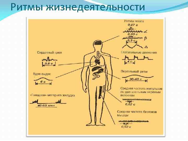 Ритмы жизнедеятельности 