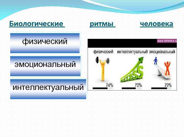 Биологические ритмы картинки