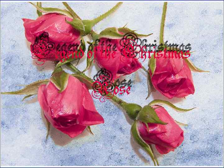 Legend of the Christmas Rose 