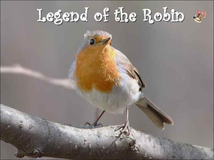 Legend of the Robin 