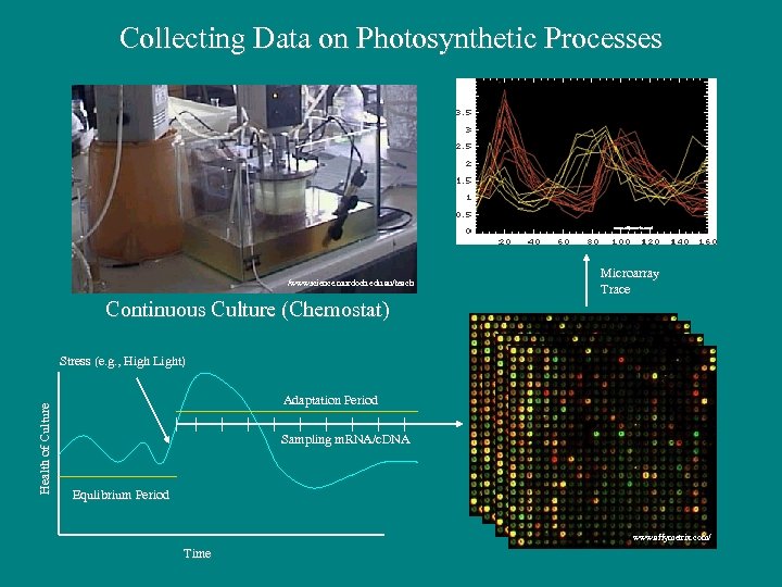 Collecting Data on Photosynthetic Processes www. affymetrix. com/ /wwwscience. murdoch. edu. au/teach Microarray Trace