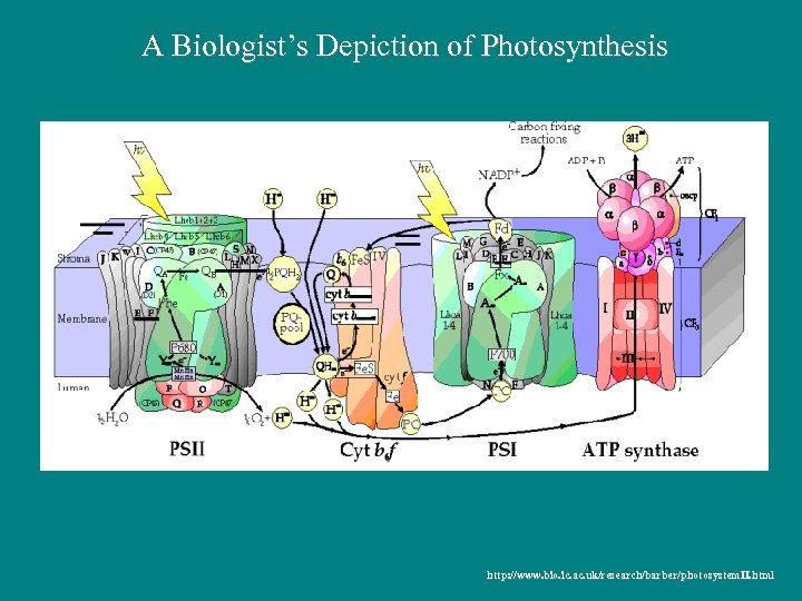 A Biologist’s Depiction of Photosynthesis http: //www. bio. ic. ac. uk/research/barber/photosystem. II. html 