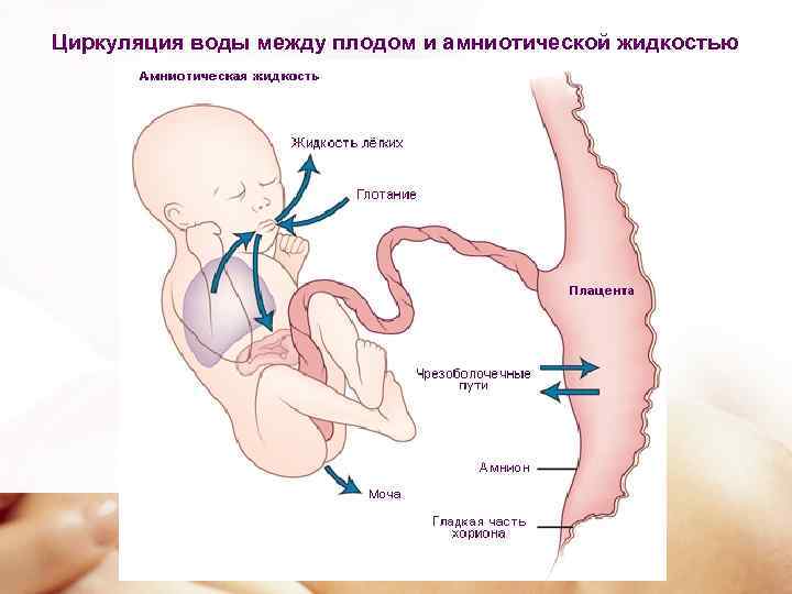 Циркуляция воды между плодом и амниотической жидкостью 