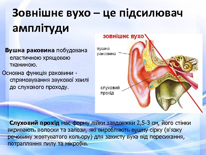 Зовнішнє вухо – це підсилювач амплітуди Вушна раковина побудована еластичною хрящовою тканиною. Основна функція
