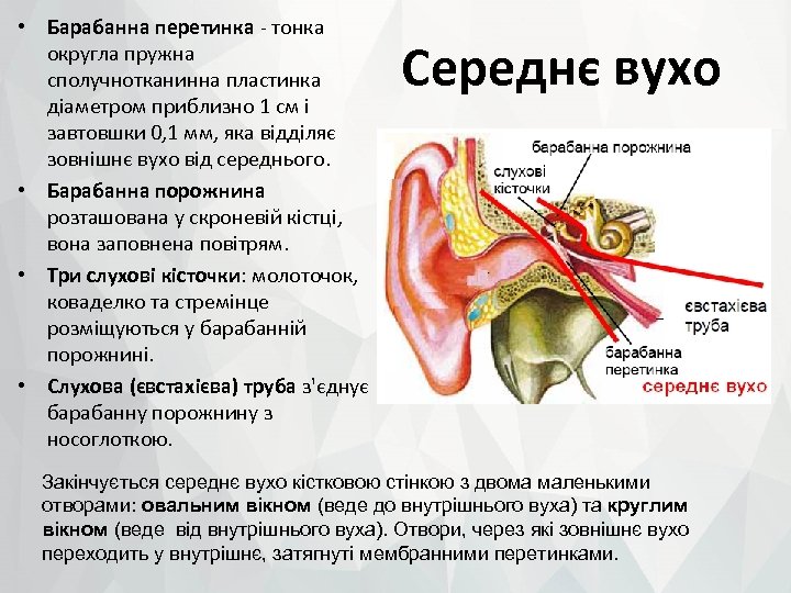  • Барабанна перетинка - тонка округла пружна сполучнотканинна пластинка діаметром приблизно 1 см