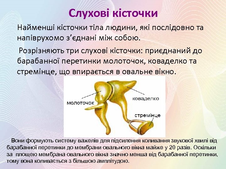 Слухові кісточки Найменші кісточки тіла людини, які послідовно та напіврухомо з’єднані між собою. Розрізняють