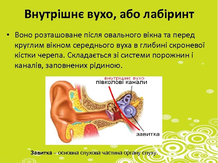 Внутрішнє вухо, або лабіринт • Воно розташоване після овального вікна та перед круглим вікном