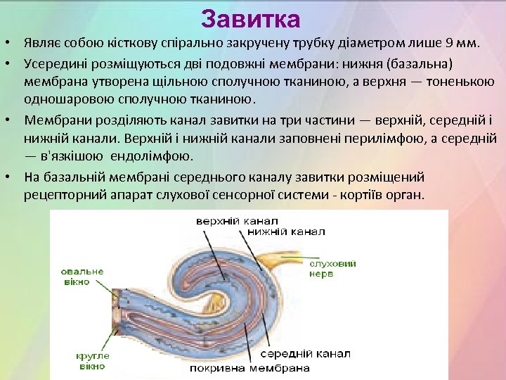 Завитка • Являє собою кісткову спірально закручену трубку діаметром лише 9 мм. • Усередині