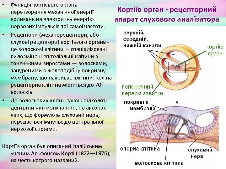  • • • Функція кортієвого органа перетворення механічної енергії коливань на електричну енергію