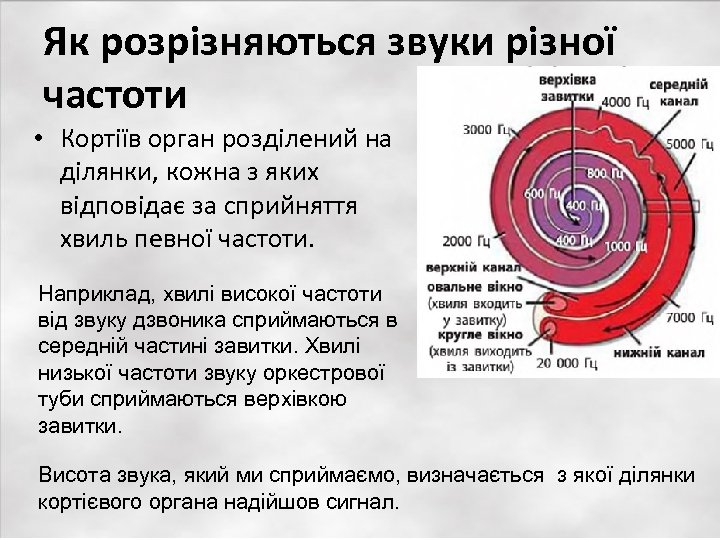 Як розрізняються звуки різної частоти • Кортіїв орган розділений на ділянки, кожна з яких