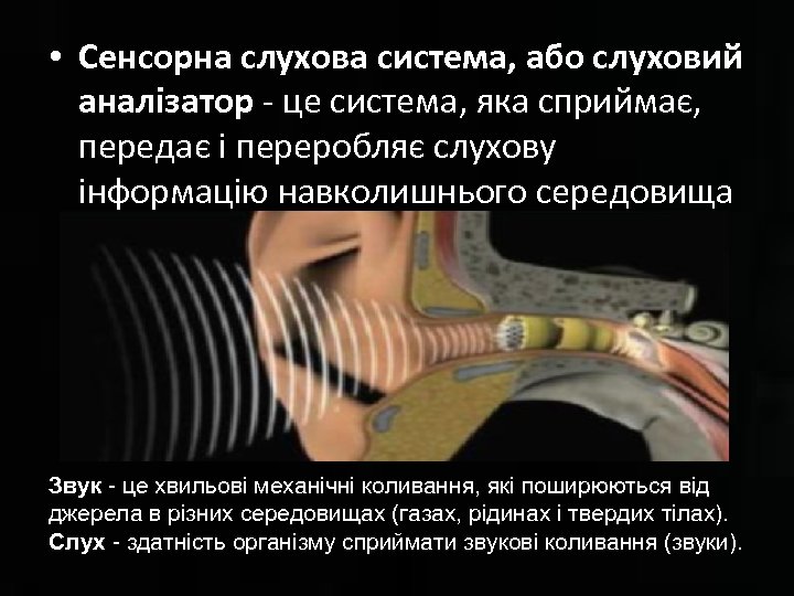  • Сенсорна слухова система, або слуховий аналізатор - це система, яка сприймає, передає