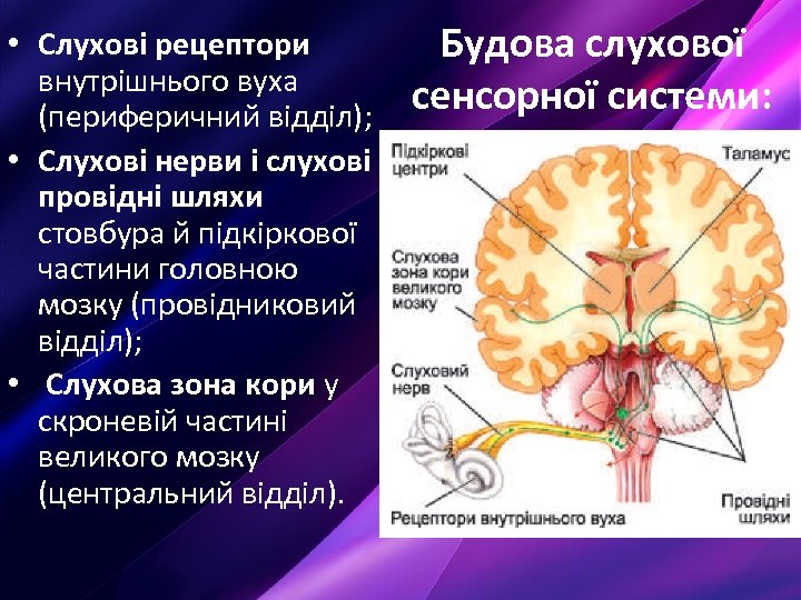  • Слухові рецептори внутрішнього вуха (периферичний відділ); • Слухові нерви і слухові провідні