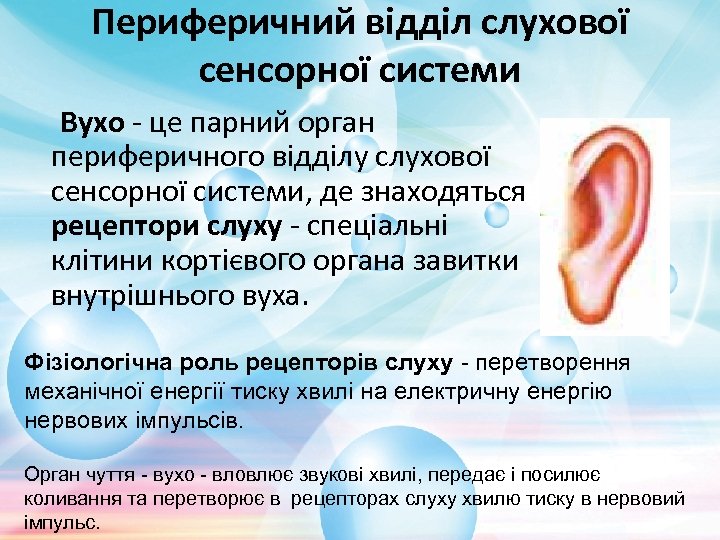 Периферичний відділ слухової сенсорної системи Вухо - це парний орган периферичного відділу слухової сенсорної