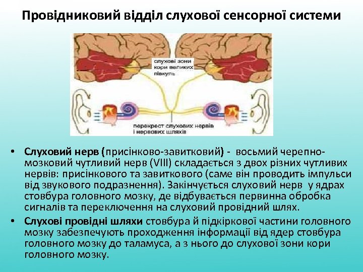 Провідниковий відділ слухової сенсорної системи • Слуховий нерв (присінково-завитковий) - восьмий черепномозковий чутливий нерв