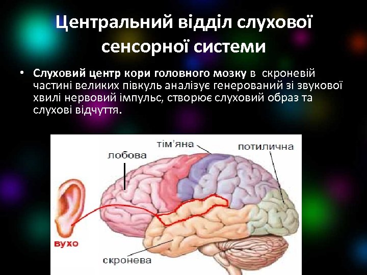 Центральний відділ слухової сенсорної системи • Слуховий центр кори головного мозку в скроневій частині