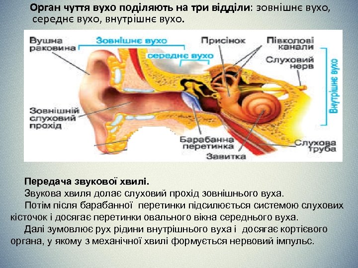 Орган чуття вухо поділяють на три відділи: зовнішнє вухо, середнє вухо, внутрішнє вухо. Передача