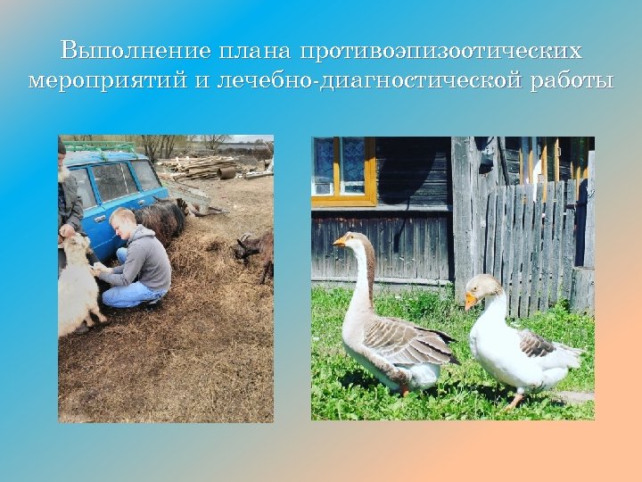 Выполнение плана противоэпизоотических мероприятий и лечебно-диагностической работы 