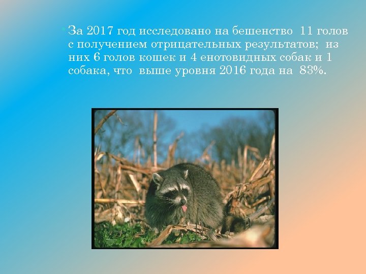  • За 2017 год исследовано на бешенство 11 голов с получением отрицательных результатов;
