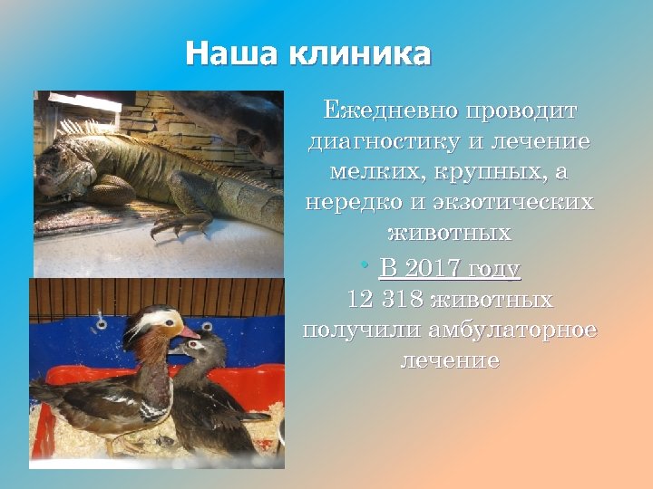 Наша клиника Ежедневно проводит диагностику и лечение мелких, крупных, а нередко и экзотических животных