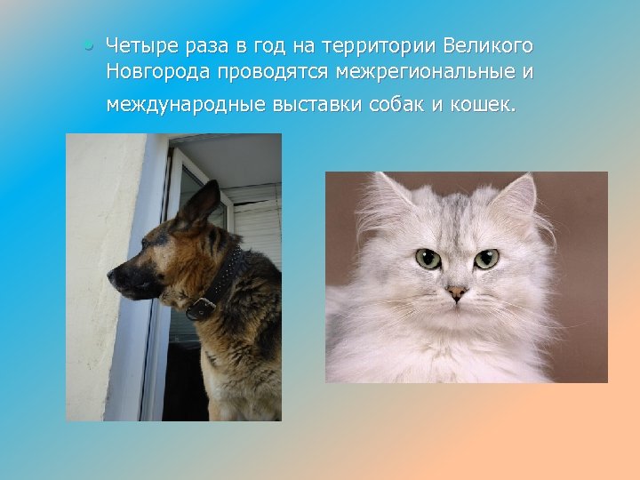  • Четыре раза в год на территории Великого Новгорода проводятся межрегиональные и международные