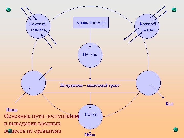 Кожный покров Кровь и лимфа Кожный покров Печень Желудочно – кишечный тракт Кал Пища