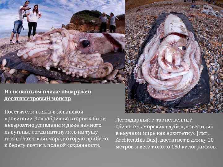 На испанском пляже обнаружен десятиметровый монстр Посетители пляжа в испанской провинции Кантабрия во вторник