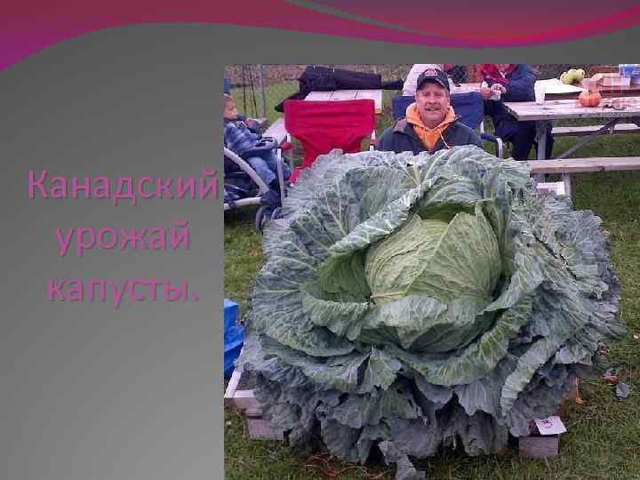 Канадский урожай капусты. 