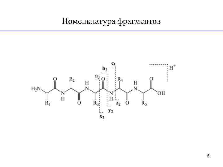 Номенклатура фрагментов 5 