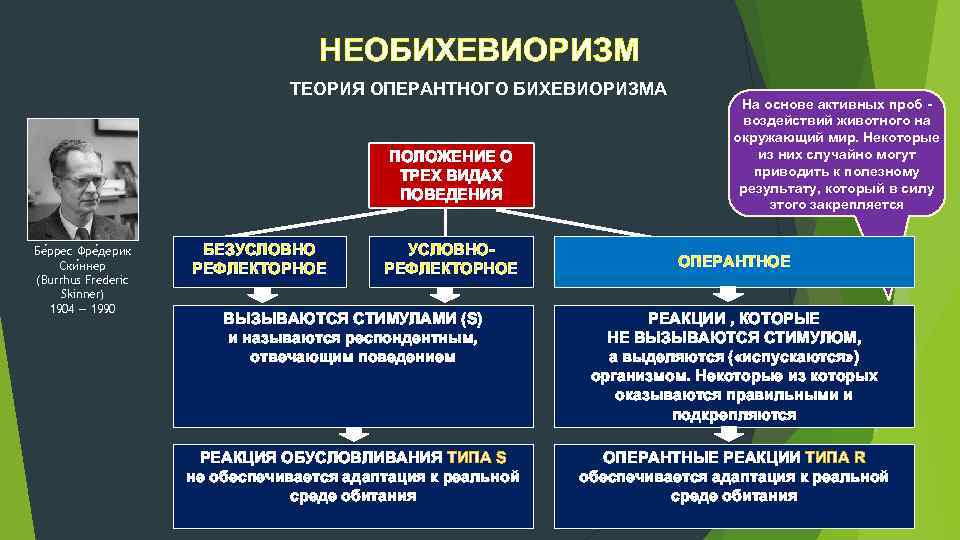 НЕОБИХЕВИОРИЗМ ТЕОРИЯ ОПЕРАНТНОГО БИХЕВИОРИЗМА ПОЛОЖЕНИЕ О ТРЕХ ВИДАХ ПОВЕДЕНИЯ Бе ррес Фре дерик Ски