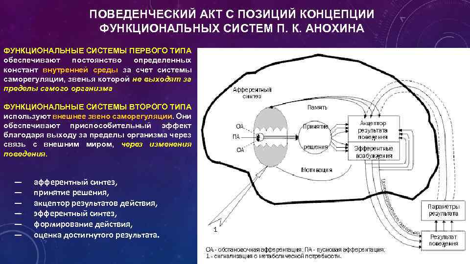 ПОВЕДЕНЧЕСКИЙ АКТ С ПОЗИЦИЙ КОНЦЕПЦИИ ФУНКЦИОНАЛЬНЫХ СИСТЕМ П. К. АНОХИНА ФУНКЦИОНАЛЬНЫЕ СИСТЕМЫ ПЕРВОГО ТИПА