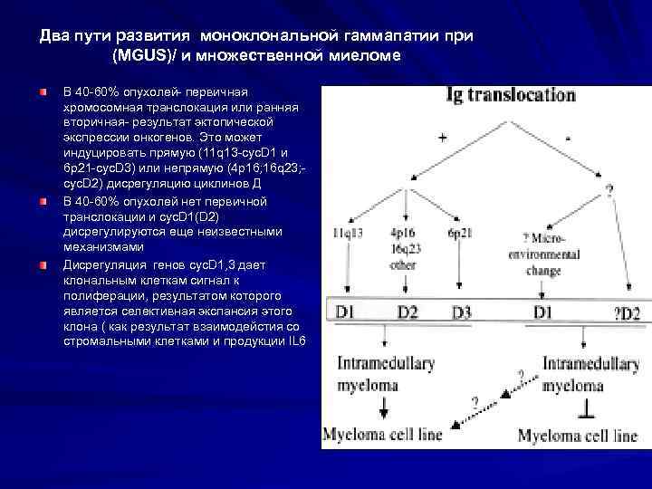 Два пути развития моноклональной гаммапатии при (MGUS)/ и множественной миеломе В 40 -60% опухолей-
