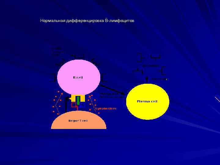 Нормальная дифференцировка В-лимфоцитов 