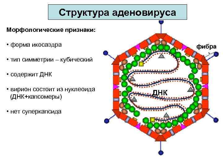 Структура аденовируса Морфологические признаки: • форма икосаэдра фибра • тип симметрии – кубический •