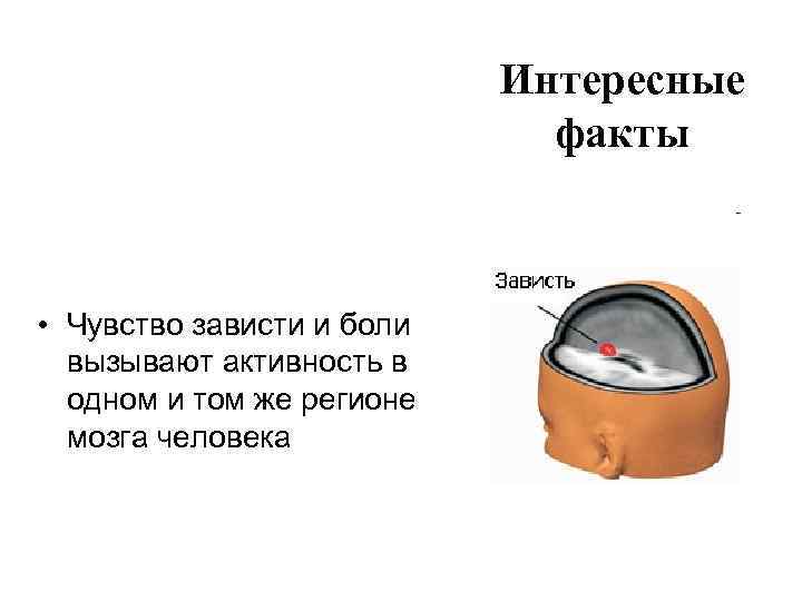 Интересные факты • Чувство зависти и боли вызывают активность в одном и том же