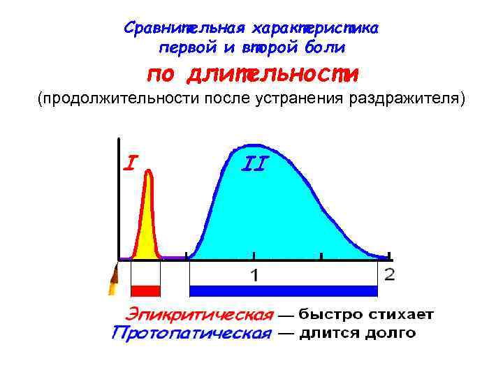 Сравнительная характеристика первой и второй боли по длительности (продолжительности после устранения раздражителя) 