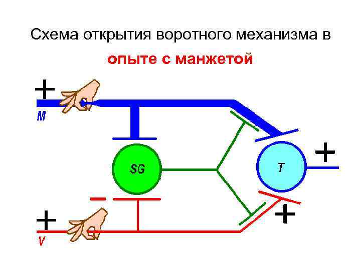 Схема открытия воротного механизма в опыте с манжетой 