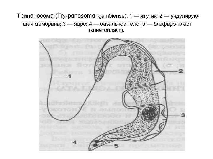 Трипаносома (Try panosoma gambiense). 1 — жгутик; 2 — ундулирую щая мембрана; 3 —