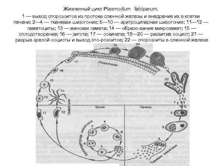Жизненный цикл Plasmodium falciparum. 1 — выход спорозоитов из протока слюнной железы и внедрение