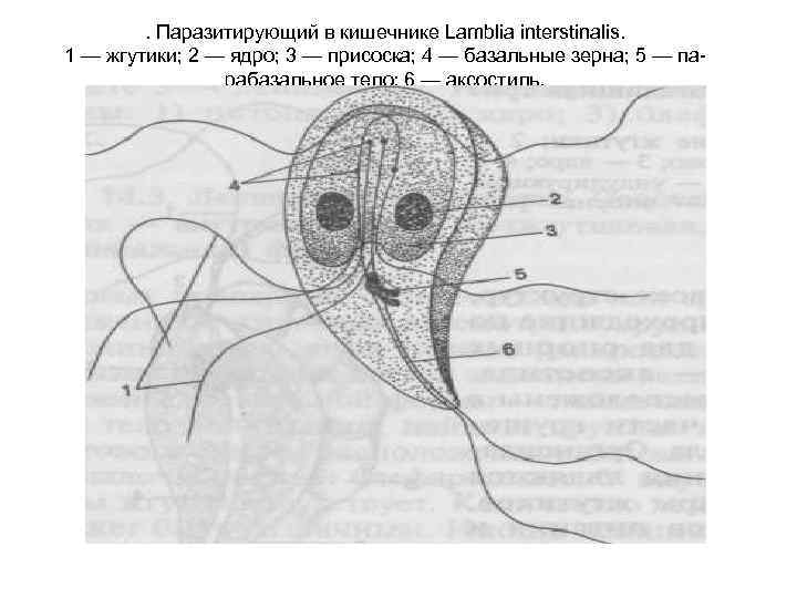 . Паразитирующий в кишечнике Lamblia interstinalis. 1 — жгутики; 2 — ядро; 3 —