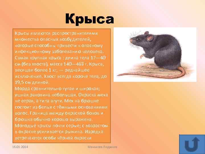 Рак крысы характеристика. Описание крысы. Сообщение о крысе. Крыса классификация животного. Вес крысы.