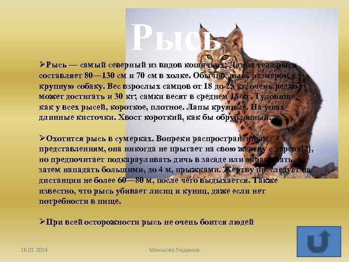 Рысь ØРысь — самый северный из видов кошачьих; Длина тела рыси составляет 80— 130