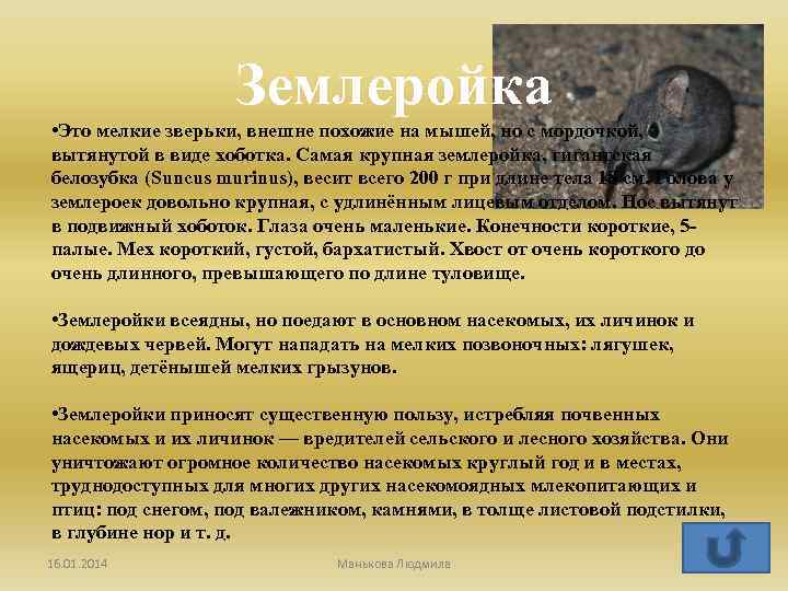 Землеройка • Это мелкие зверьки, внешне похожие на мышей, но с мордочкой, вытянутой в