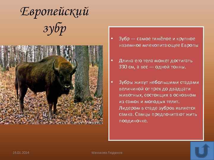 Европейский зубр Зубр — самое тяжёлое и крупное наземное млекопитающее Европы • Длина его