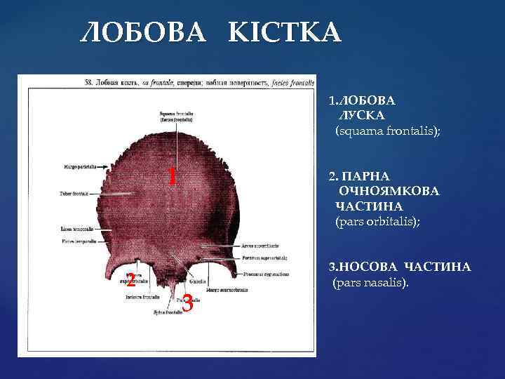 ЛОБОВА КІСТКА 1. ЛОБОВА ЛУСКА (squama frontalis); 1 2 2. ПАРНА ОЧНОЯМКОВА ЧАСТИНА (pars