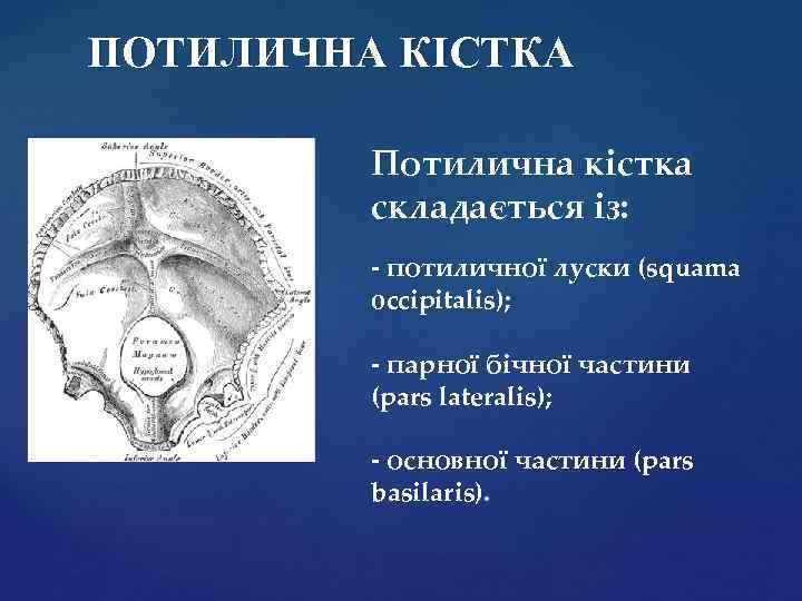 ПОТИЛИЧНА КІСТКА Потилична кістка складається із: - потиличної луски (squama occipitalis); - парної бічної