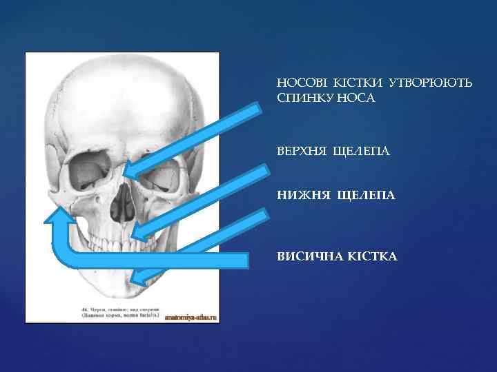 НОСОВІ КІСТКИ УТВОРЮЮТЬ СПИНКУ НОСА ВЕРХНЯ ЩЕЛЕПА НИЖНЯ ЩЕЛЕПА ВИСИЧНА КІСТКА 